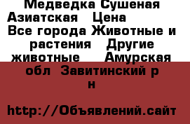 Медведка Сушеная Азиатская › Цена ­ 1 400 - Все города Животные и растения » Другие животные   . Амурская обл.,Завитинский р-н